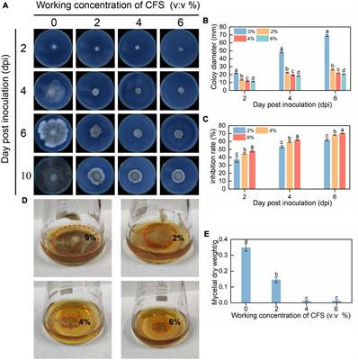 Cell-free supernatant of Bacillus velezensis suppresses mycelial growth and reduces virulence of Botrytis cinerea by inducing oxidative stress